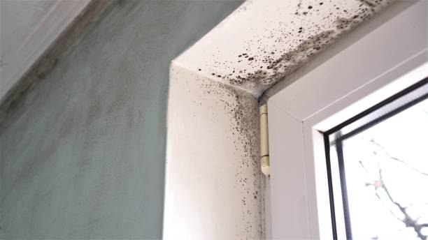 Attic Mold Removal in Soddy Daisy, TN